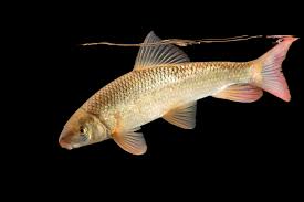 Image result for Moxostoma macrolepidotum