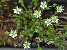 Attēlu rezultāti vaicājumam “Arenaria serpyllifolia flower”