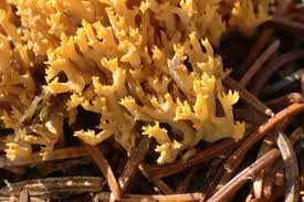 Attēlu rezultāti vaicājumam “Ramaria formosa”