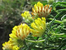 Image result for Anthyllis vulneraria