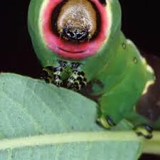 Attēlu rezultāti vaicājumam “Cerura vinula larva”