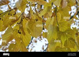 Attēlu rezultāti vaicājumam “Tilia x moltkei leaf”