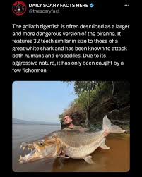 Image result for Goliath Tigerfish