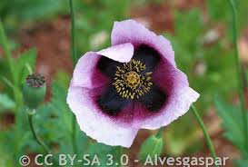 Attēlu rezultāti vaicājumam “Papaver somniferum flower”