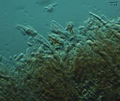 Attēlu rezultāti vaicājumam “Crustoderma dryinum”