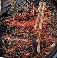 Attēlu rezultāti vaicājumam “Arcyria helvetica young”