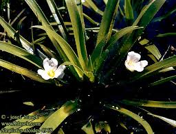 Attēlu rezultāti vaicājumam “Stratiotes aloides flower”