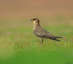 Image result for Glareola pratincola