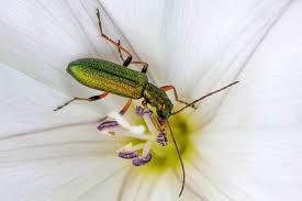 Attēlu rezultāti vaicājumam “Chrysanthia geniculata”