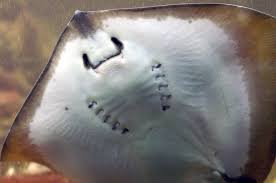 Image result for Dasyatis pastinaca