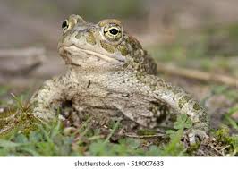 Attēlu rezultāti vaicājumam “Pseudepidalea viridis”