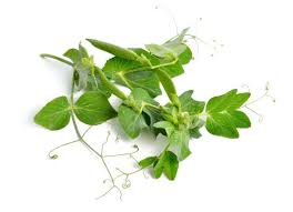 Attēlu rezultāti vaicājumam “Pisum sativum leaf”