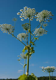 Attēlu rezultāti vaicājumam “Heracleum sosnowskyi flower”