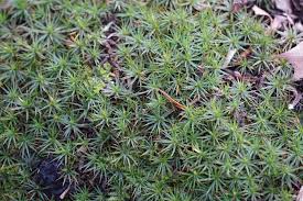 Attēlu rezultāti vaicājumam “Callicladium haldanianum sporophyte”