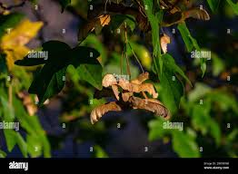 Attēlu rezultāti vaicājumam “Acer platanoides fruit”
