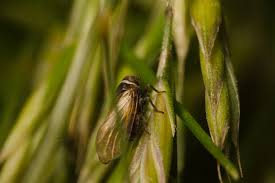 Attēlu rezultāti vaicājumam “Javesella pellucida”