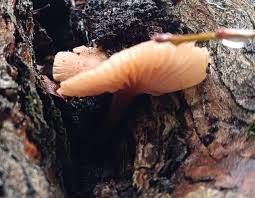 Attēlu rezultāti vaicājumam “Diderma tigrinum stalked”