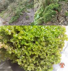 Attēlu rezultāti vaicājumam “Blasia pusilla”