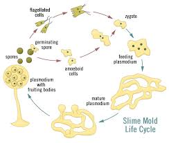 Attēlu rezultāti vaicājumam “myxomicetes”