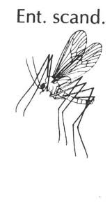 Attēlu rezultāti vaicājumam “Colymbetes striatus”