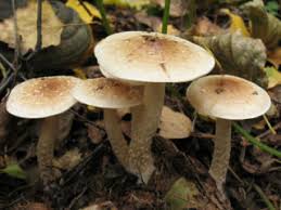 Attēlu rezultāti vaicājumam “Stropharia albocrenulata”