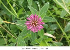 Attēlu rezultāti vaicājumam “Trifolium alpestre flower”
