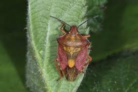 Attēlu rezultāti vaicājumam “Chlorochroa juniperina imago”