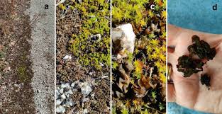 Attēlu rezultāti vaicājumam “Sanionia uncinata  sporophyte”