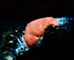 Attēlu rezultāti vaicājumam “Ceriporia”