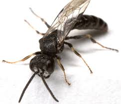 Attēlu rezultāti vaicājumam “Crabronidae”