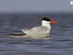 Attēlu rezultāti vaicājumam “Hydroprogne caspia”