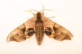 Attēlu rezultāti vaicājumam “Smerinthus ocellata”