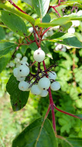 Attēlu rezultāti vaicājumam “Cornus sericea fruit”