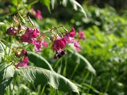 Attēlu rezultāti vaicājumam “Impatiens glandulifera flower”