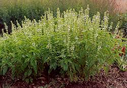 Image result for Ocimum basilicum