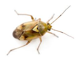 Attēlu rezultāti vaicājumam “Miridae”