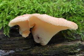 Attēlu rezultāti vaicājumam “Polyporus tuberaster”