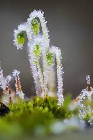 Attēlu rezultāti vaicājumam “Pohlia nutans”