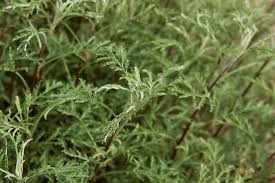 Image result for Artemisia gmelinii