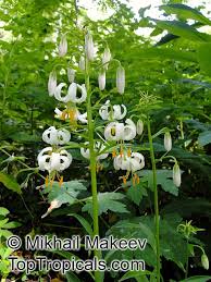 Image result for Lilium martagon Alba
