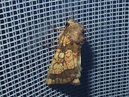 Attēlu rezultāti vaicājumam “Gortyna flavago”