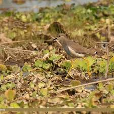 Image result for Vanellus leucurus