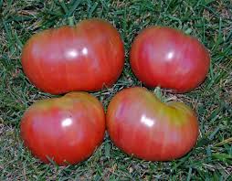 Afbeeldingsresultaat voor black elephant tomato