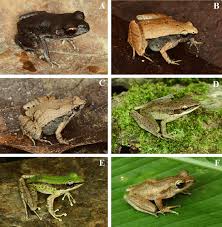 Attēlu rezultāti vaicājumam “Ranidae”