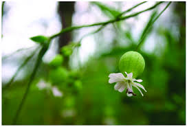 Image result for Silene vulgaris