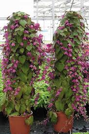 Image result for Rhodochiton atrosanguineum