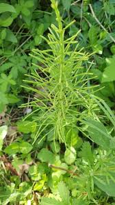 Attēlu rezultāti vaicājumam “Equisetum pratense”