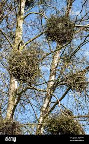 Attēlu rezultāti vaicājumam “Taphrina betulina”