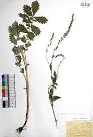 Attēlu rezultāti vaicājumam “Agrimonia pilosa”