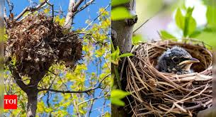 Attēlu rezultāti vaicājumam “nest”